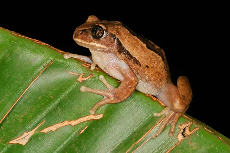 Brown-backed Tree Frog