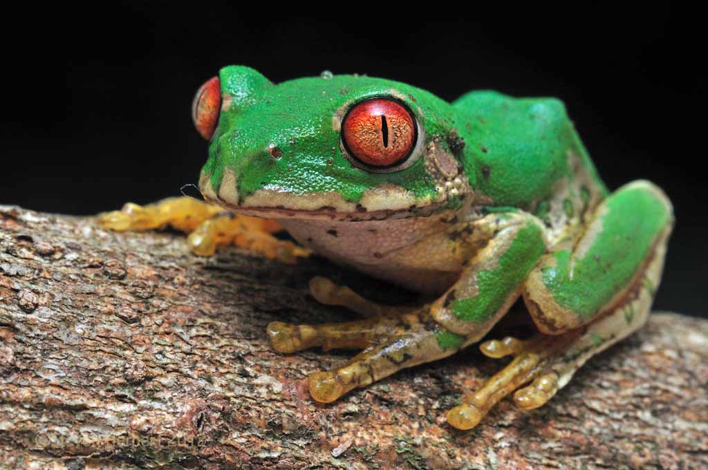 A beautiful Forest Tree Frog