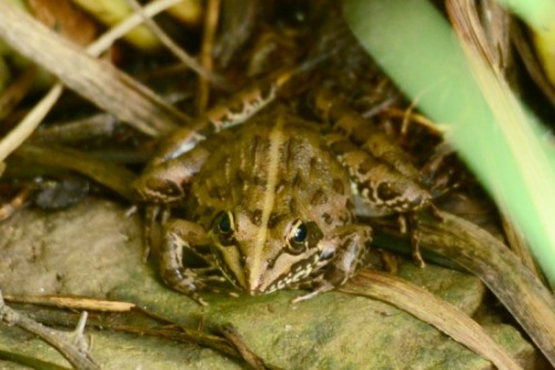Common River Frog