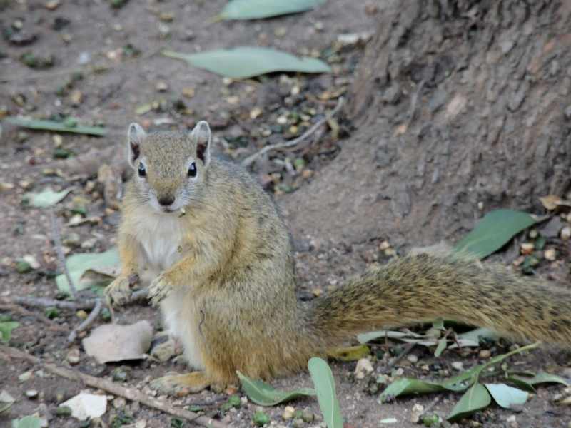 Kruger National Park squirrels