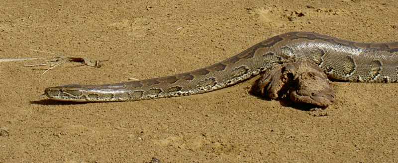 South African Rock Python