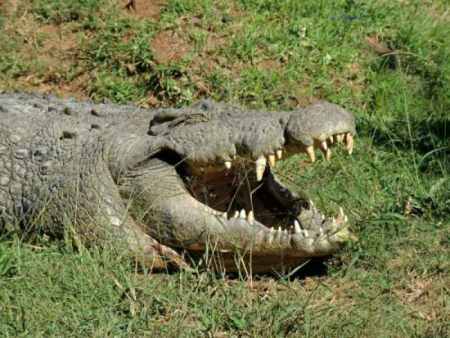 Large Nile Crocodile with its mouth open