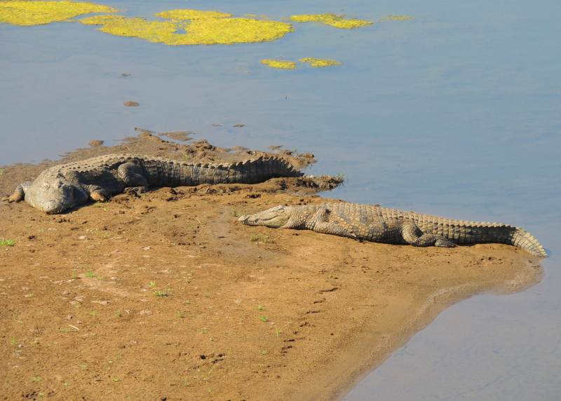 Nile Crocodiles in the Crocodile River