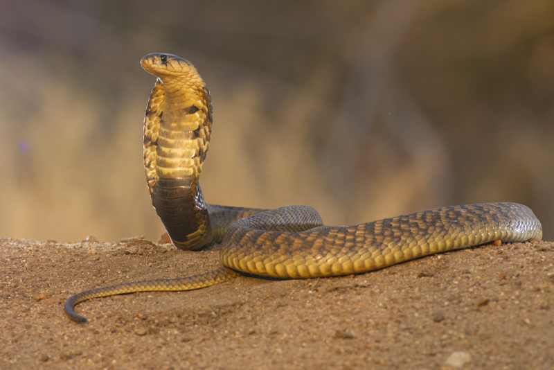 Snouted or Egyptian Cobra