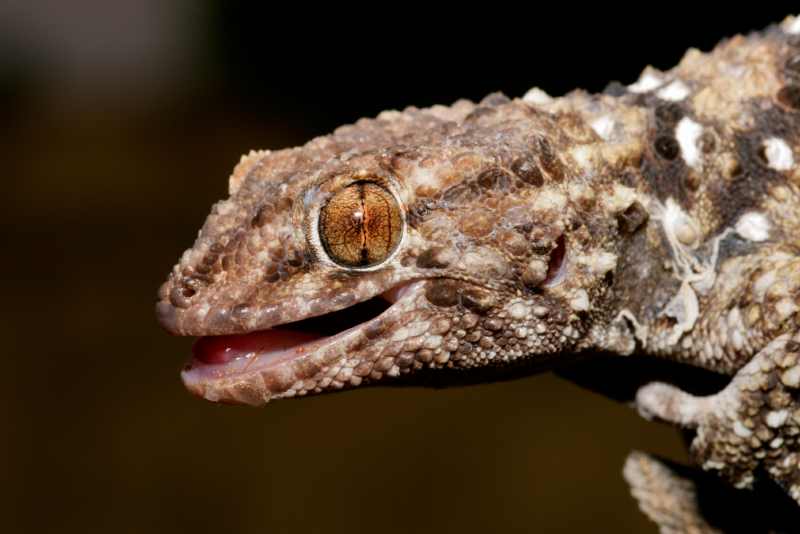Bibron's Tubercled Gecko