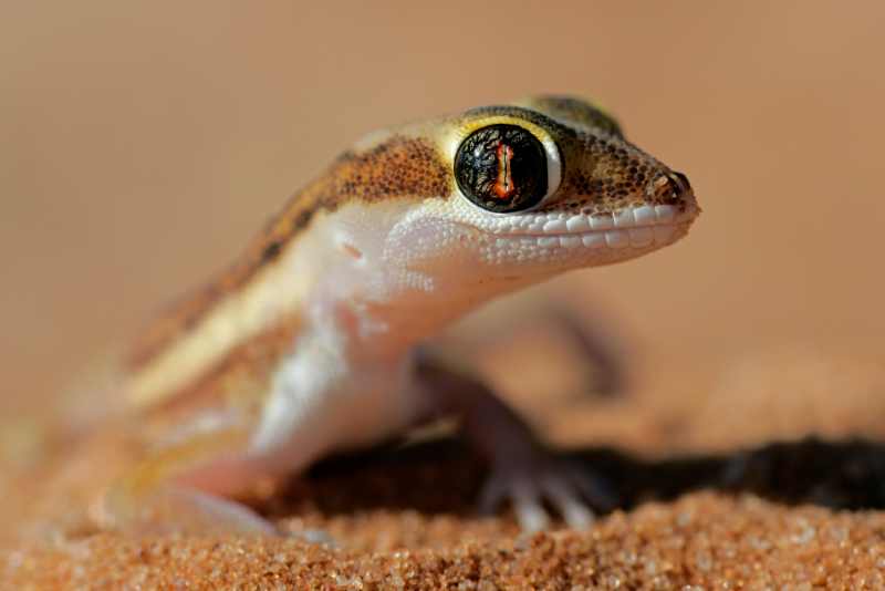Kalahari Ground Gecko