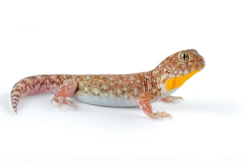 Common Barking Gecko also known as the African Barking Gecko