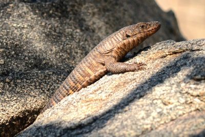 Common Giant Plated Lizard