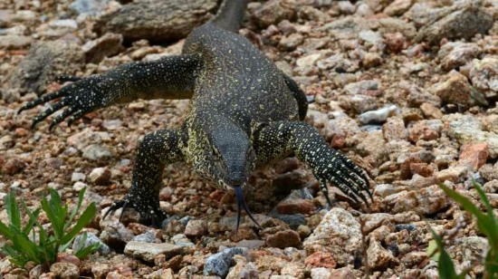 A Nile Monitor heading towards the camera - check out the claws and tongue