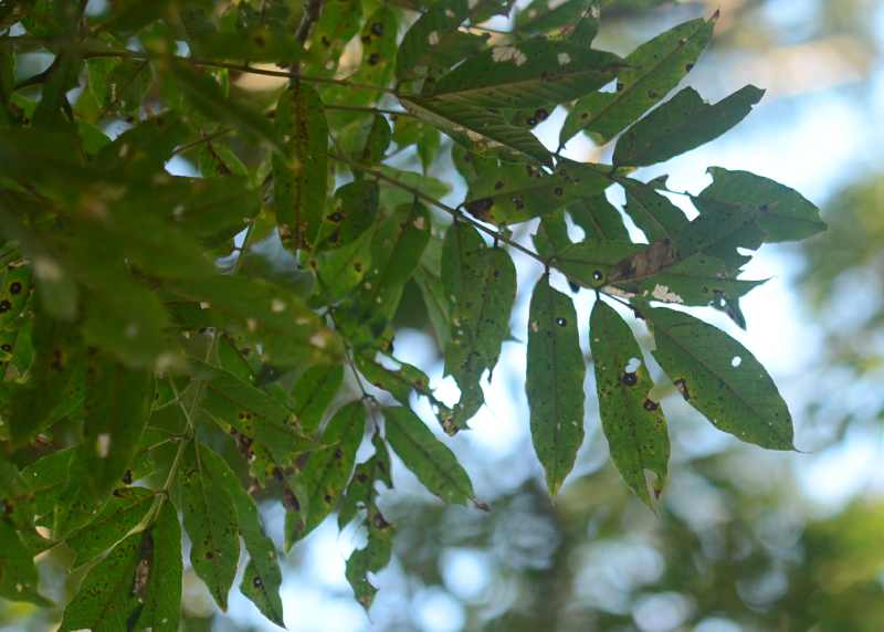 Leaves of the Umzimbeet tree