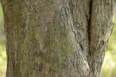 Bark of the Umzimbeet tree