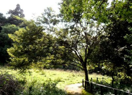 Umzimbeet tree in Kenneth Stainbank Nature Reserve