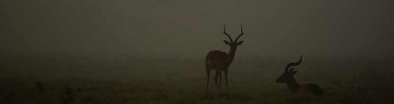 Misty morning shot of Impala at Tala Private Game Reserve
