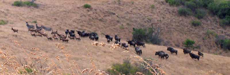 A mixed herd of Blue Wildebeest, Blesbok and Zebra at Lake Eland Game Reserve