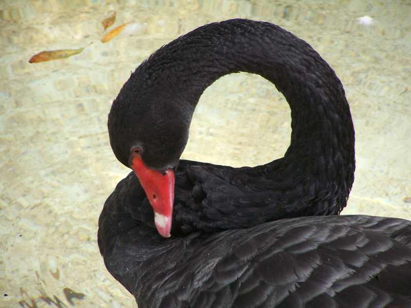 A beautiful Black Swan