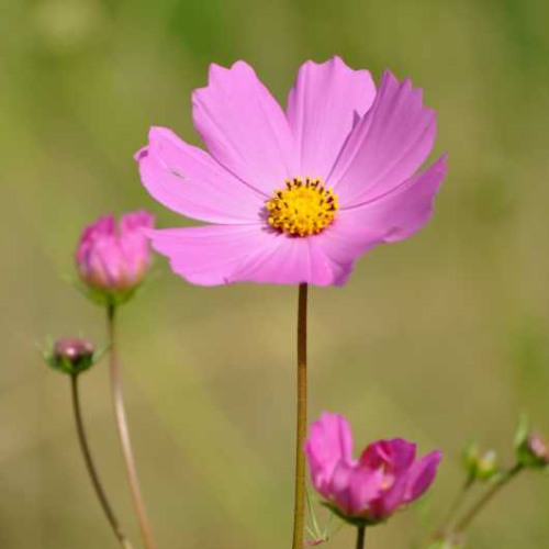 Pretty pink Cosmos flower