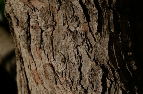 Bark of a Real Yellowwood tree