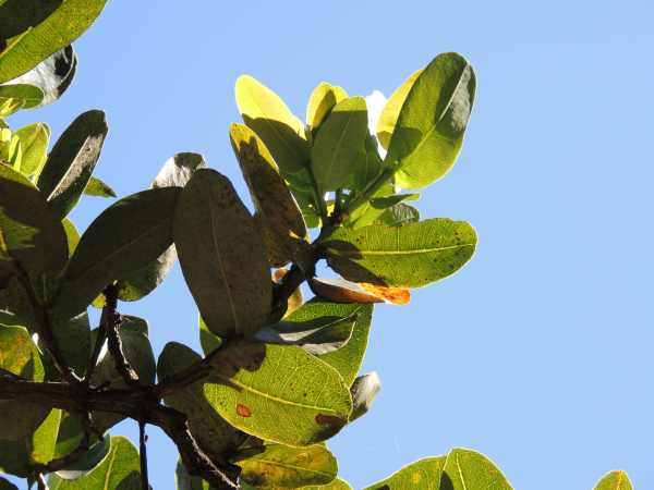 Leaves of an Umdoni tree
