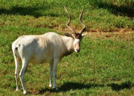 An Addax in the National Zoological Gardens, otherwise known as the Pretoria Zoo.