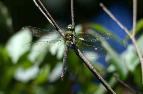 Blue Emperor (Dragonflies and damselflies of Namibia and Botswana