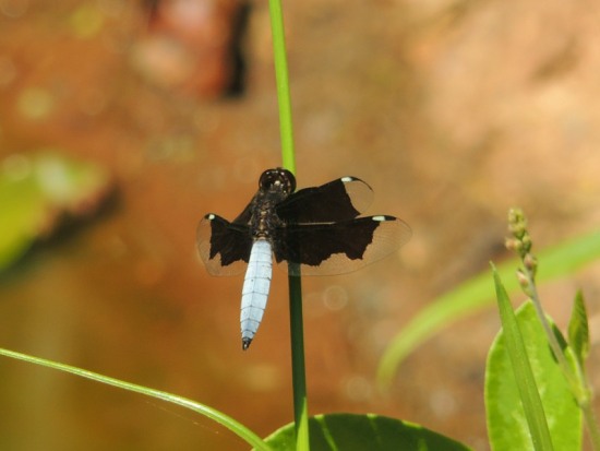 Male Lucia Widow dragonfly - Palpopleura lucia