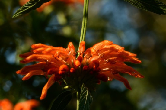 The Wild Dagga plant has attractive bunches of flowers