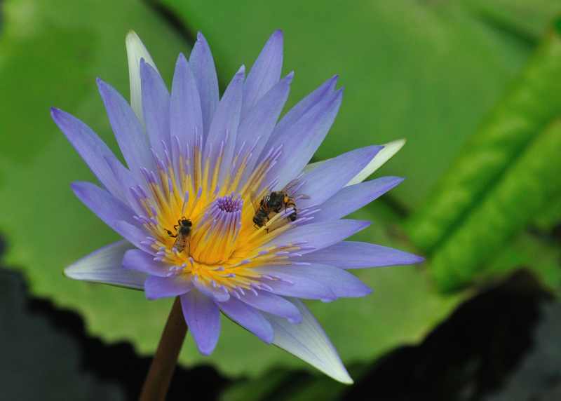 Blue Water-lily