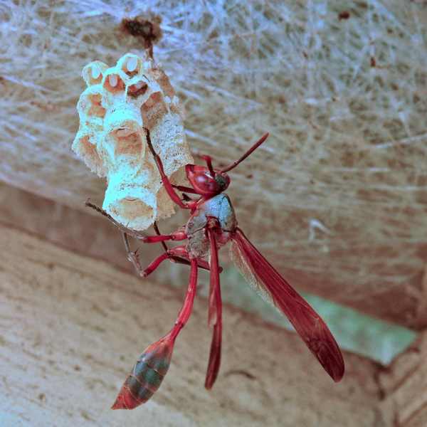 Paper Wasp making a nest