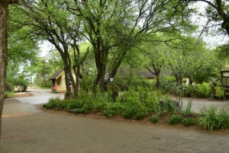 Lush vegetation in the camp