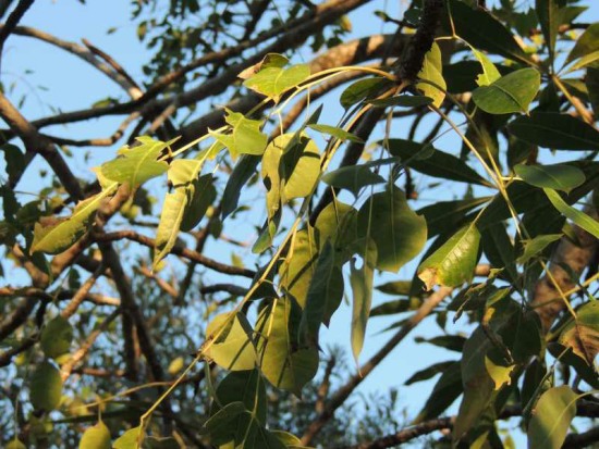 Leaves of a Marula Tree