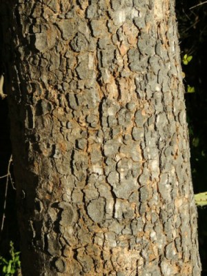 Bark of a Marula Tree