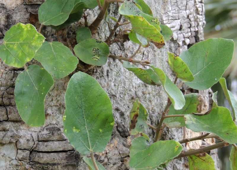 Sycamore Fig