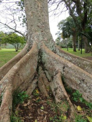Buttress of a Sycamore Fig tree in Durban Botanic Gardens