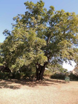 Jackal-berry tree in Kruger National Park