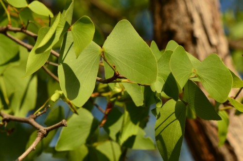 The distinctive leaves