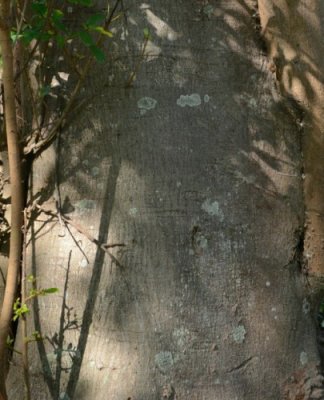 Bark of a Natal Fig tree