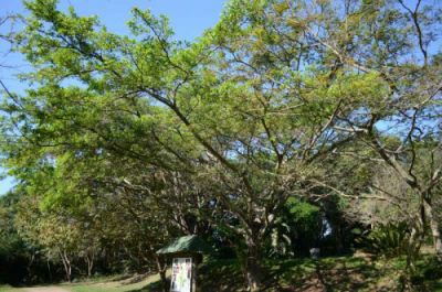 Natal Fig tree in the picnic area at Kenneth Stainbank Nature Reserve