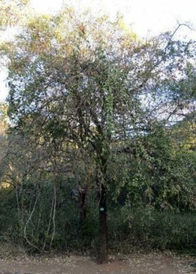 Tamboti tree