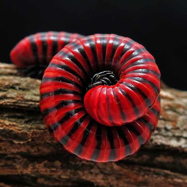 Red and Black Millipede
