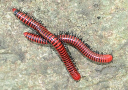 A pair of millipedes