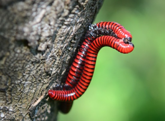 Millipedes mating