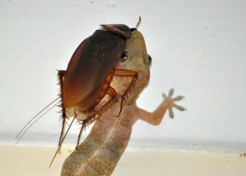 American Cockroach being eaten by a House Gecko