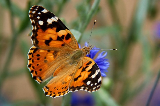 A beautiful image of a Painted Lady butterfly