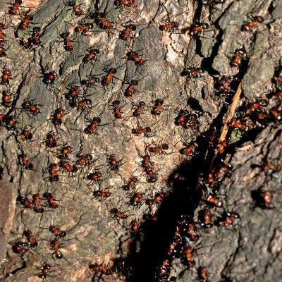 Brown House Ants