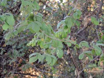 Leaves of the Weeping Boer-Bean