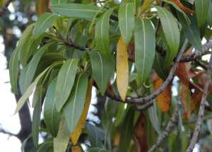 Leaves of a Matumi tree