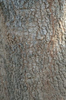 Bark of the Lowveld Chestnut