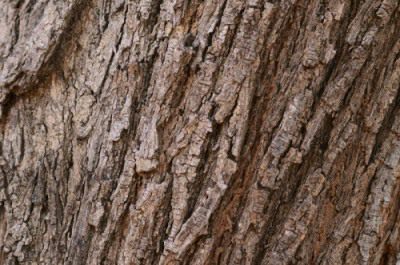 Bark of a Knob Thorn tree