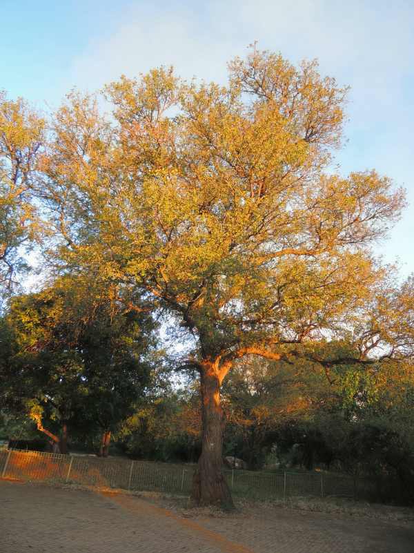 A Knob Thorn tree in Kruger National Park