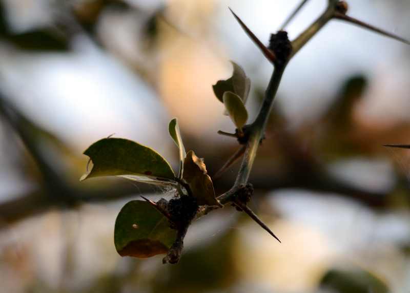 Leaves and thorns of the Green Thorn tree